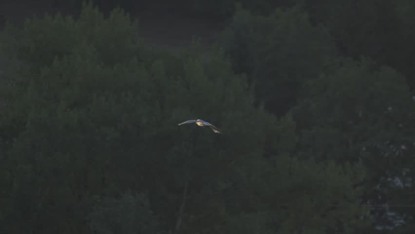 Distant Gull Flying Above Dark Green Forest While Camera Tracks