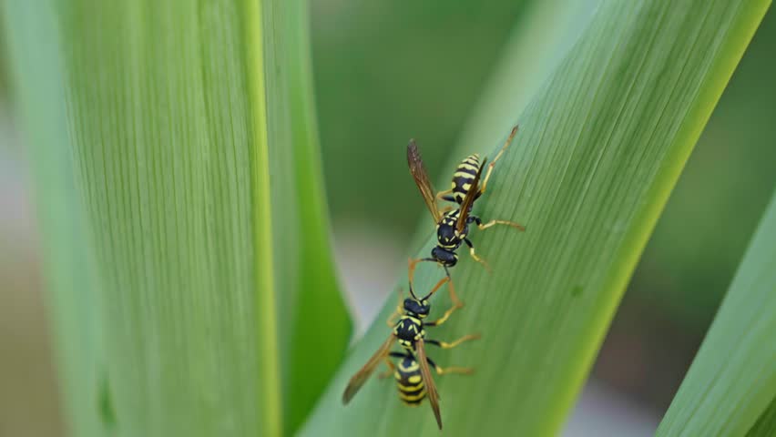 Extreme macro of two wasps touching antennae on a corn leaf before one flies away, revealing natural insect communication behaviour.