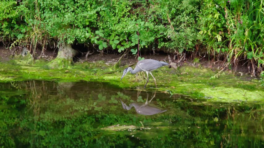 Grey heron hunting along green canal bank beside calm water. Large wading bird searching for fish with clear reflection. British wetland wildlife in lush freshwater habitat