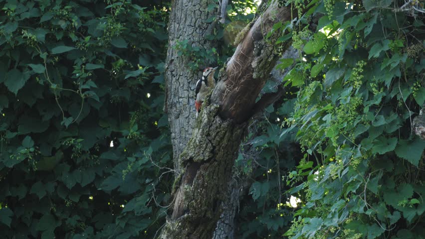 Great Spotted Woodpecker Climbing Tree Before Flying Away