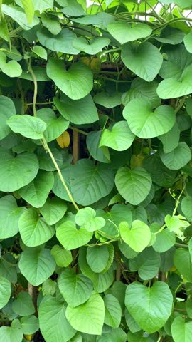Beautiful green leaves of a plant growing outdoors in nature