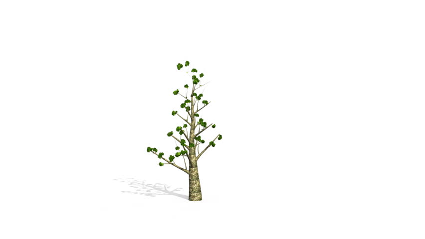Tree grow version 2