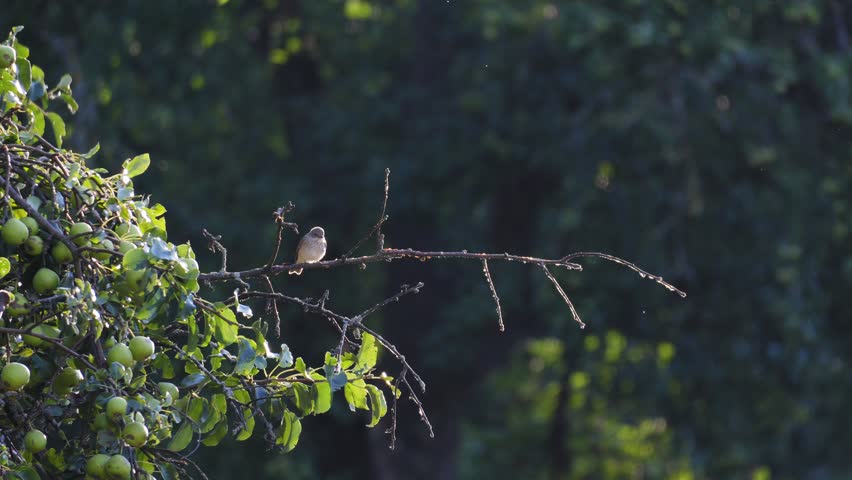 Spotted Flycatcher Chasing Birds Before Returning to Branch