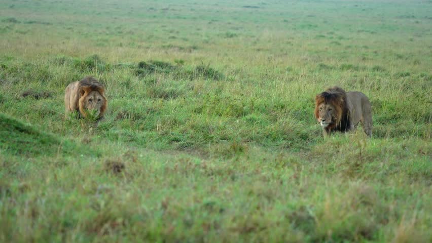 Powerful Lion Brothers Roaming Together Through the Grasslands of Maasai Mara Kenya