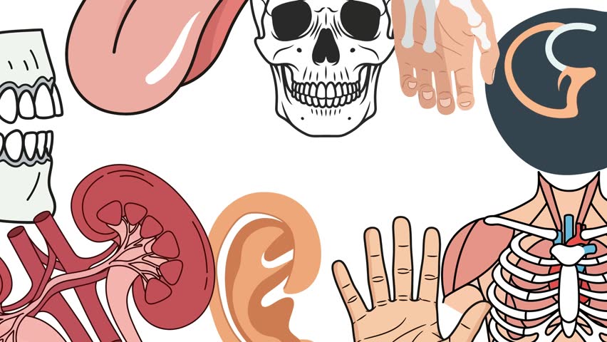 "Human Body Anatomy Flat Vector Icon Set – Skull, Teeth, Hand, Ear, Kidney, Heart Illustration