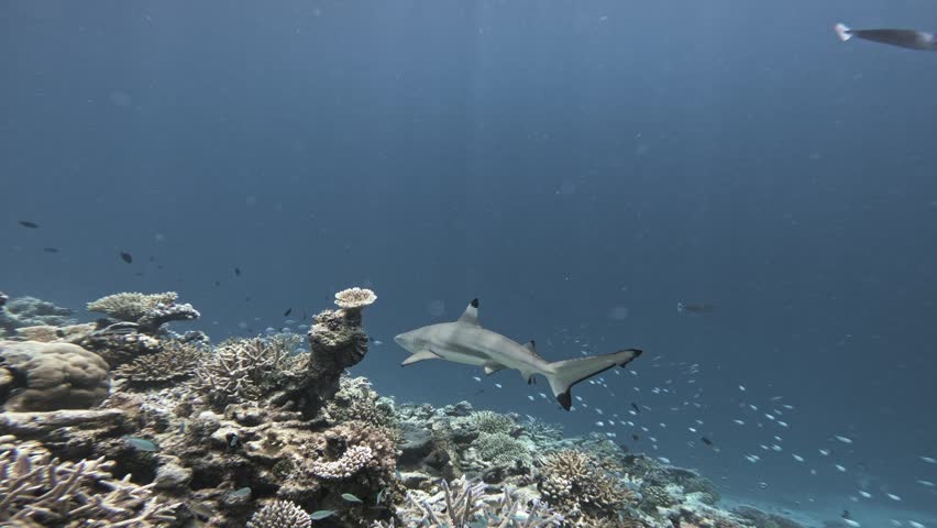 Underwater camera follows a blacktip reef shark as it swims away along a sunlit tropical coral reef, surrounded by small fish in the blue waters of the Maldives.