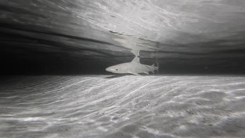 Blacktip reef sharks cruise through a shallow sandy lagoon in the Maldives at night, passing close to a underwater camera beneath rippling, illuminated water.