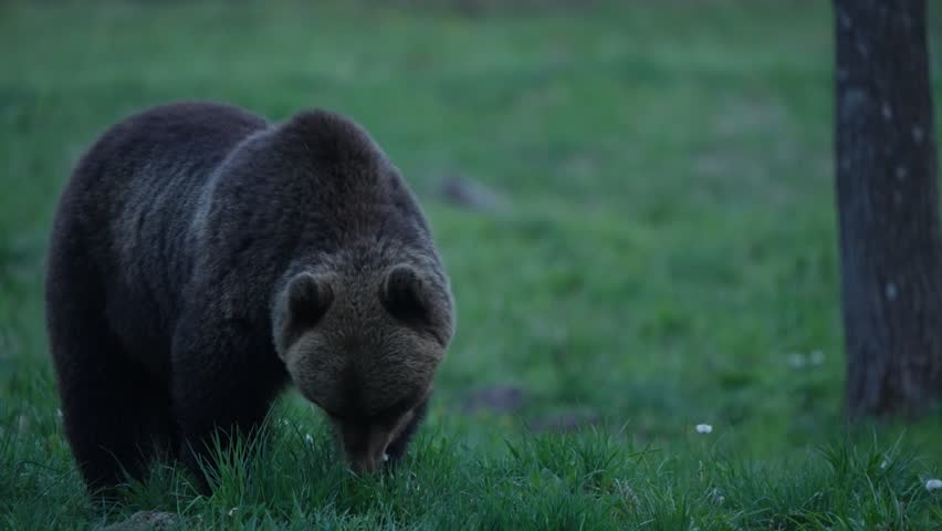Eurasian brown bear foraging at dusk, slow motion as it walks forward with head down in a grassy meadow beside a tree, Estonia wildlife scene.