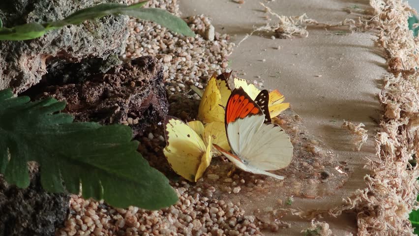 A Common Emigrants Perching Together