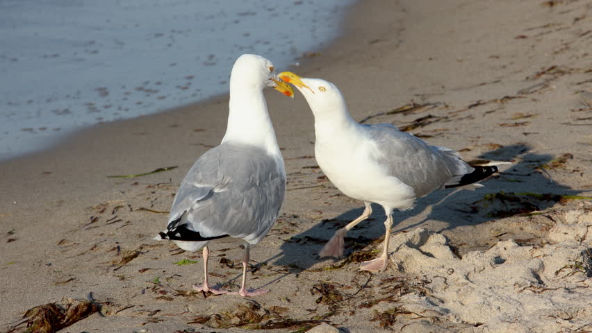 Two seagulls interact on sandy Baltic Sea shoreline, walking, calling and spreading wings beside gentle surf. Slow motion footage captures coastal wildlife behavior flight and summer beach atmosphere