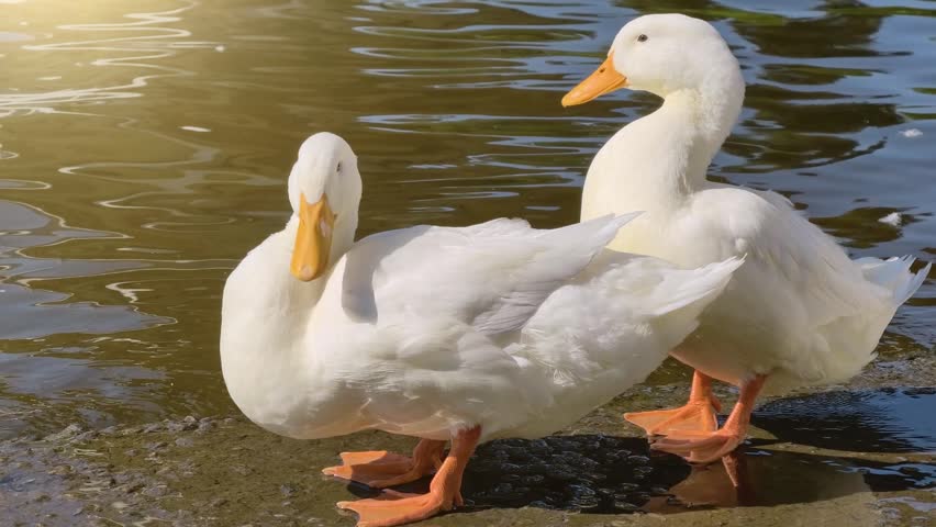 Two white geese with yellow beaks and yellow feet standing on the river shore at sunset, creating a peaceful natural scene with waterfowl in warm evening light