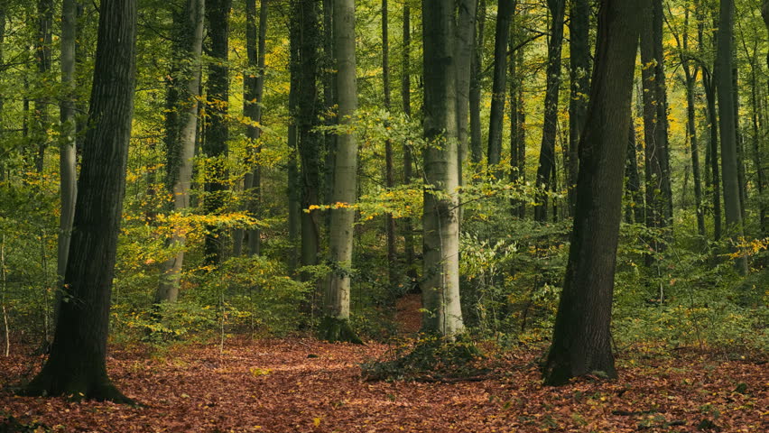 Moving slowly under the trees of a sunny forest with tranquil early autumn colors and falling leaves