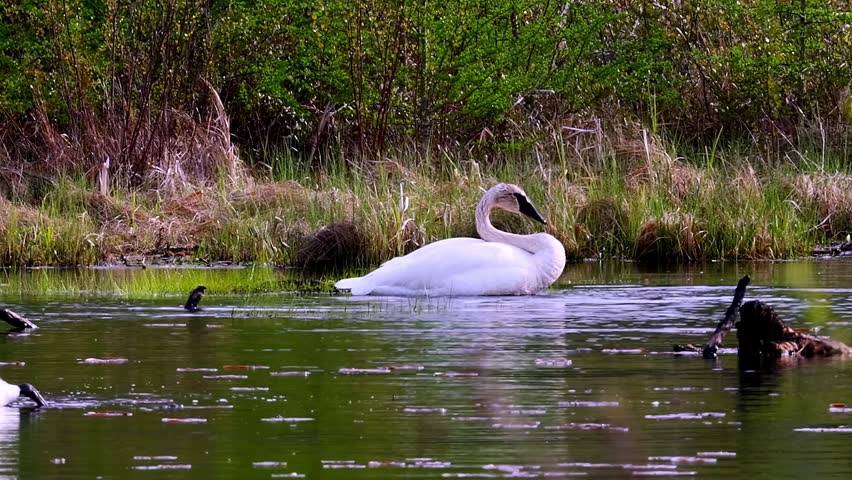 Wild trumpeter swan (Cygnus buccinator) flapping large white wings in slow motion on a wilderness pond in Minnesota, water drops scattered in air.