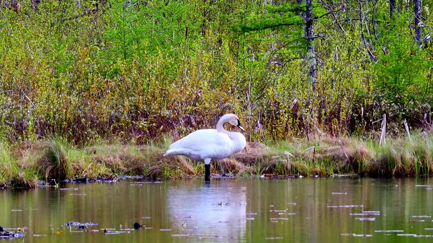 Wild trumpeter swan (Cygnus buccinator) flapping its wings and grooming feathers on a wilderness pond in Minnesota, displaying natural behavior.