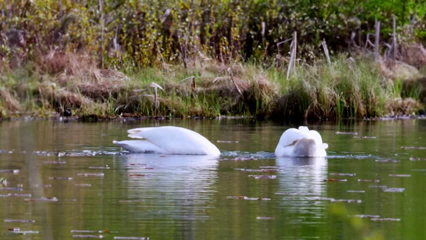 Wild trumpeter swans (Cygnus buccinator) foraging in a wilderness pond, dipping their long necks underwater to feed, Minnesota spring.