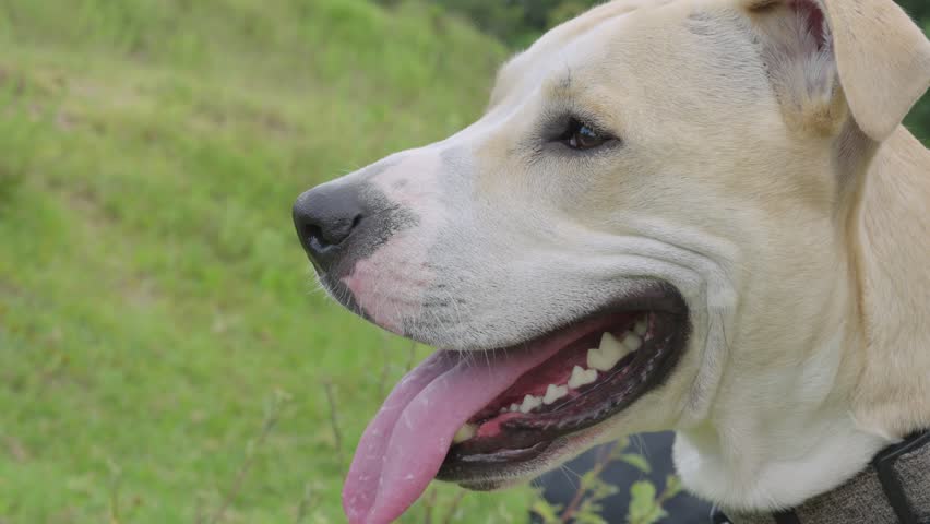 Side view of a beautiful white pitbull dog panting with its tongue out on a green grass background