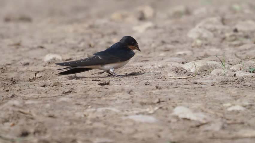 A young barn swallow looking for food in the dust.