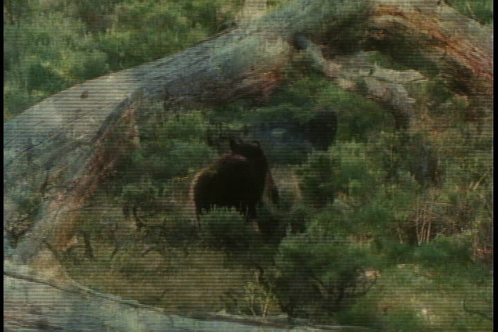 Black bear sitting under fallen tree, sniffs at the air then rests his head on trunk.