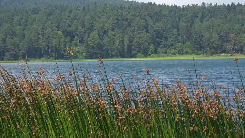Peaceful Lake Landscape with Coastal Reeds, Pine Tree Forested Hills and White Clouds in Blue Sky