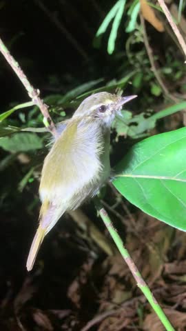 
A small bird in the forest