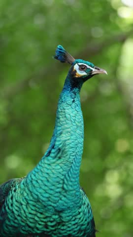 Beautiful pavo cristatus blue peacock with distinctive crown crest turning head in vigilance and preening chest feathers