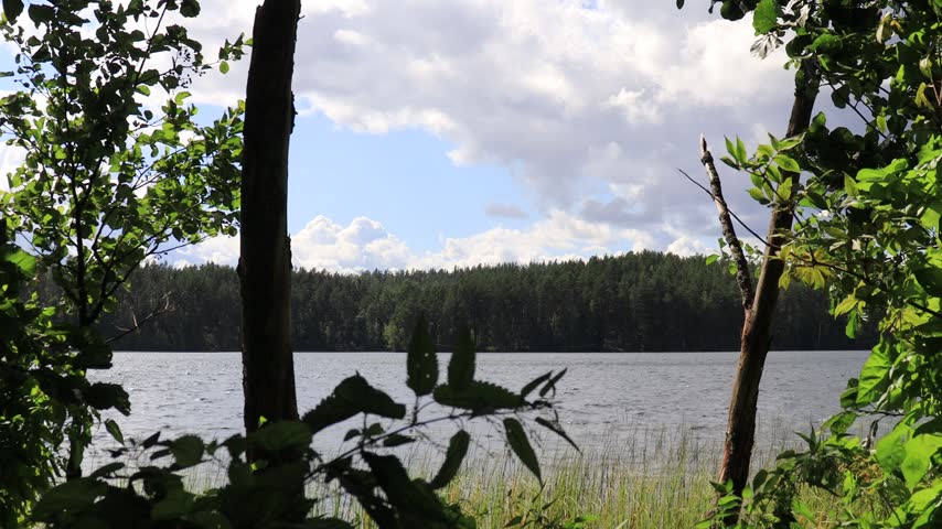 a lake in the forest on a sunny summer day