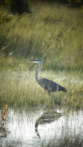 Great Blue Heron taking off from shallow water with wings spread and water splashing from its legs.