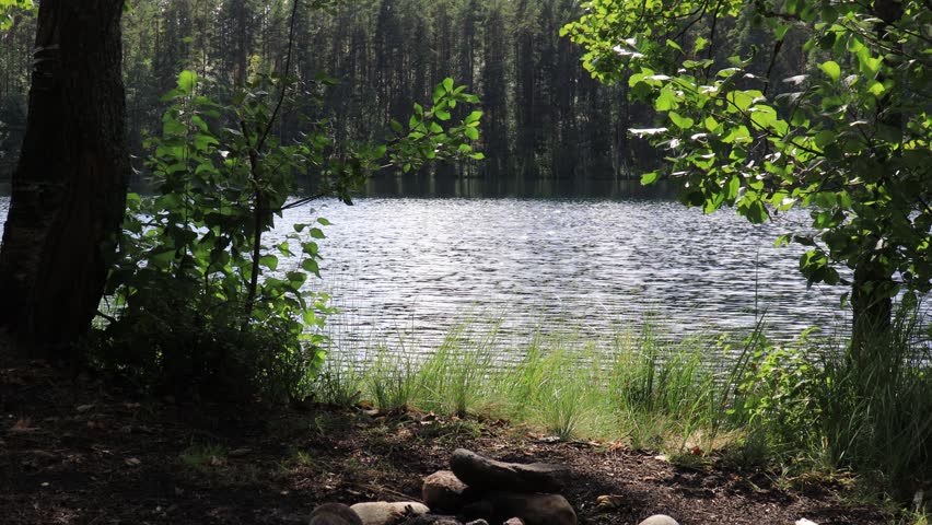 a lake in a pine forest on a sunny summer day