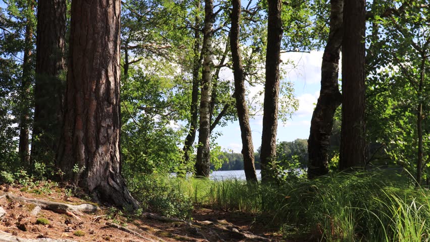 pine forest on the lake shore on a sunny summer day