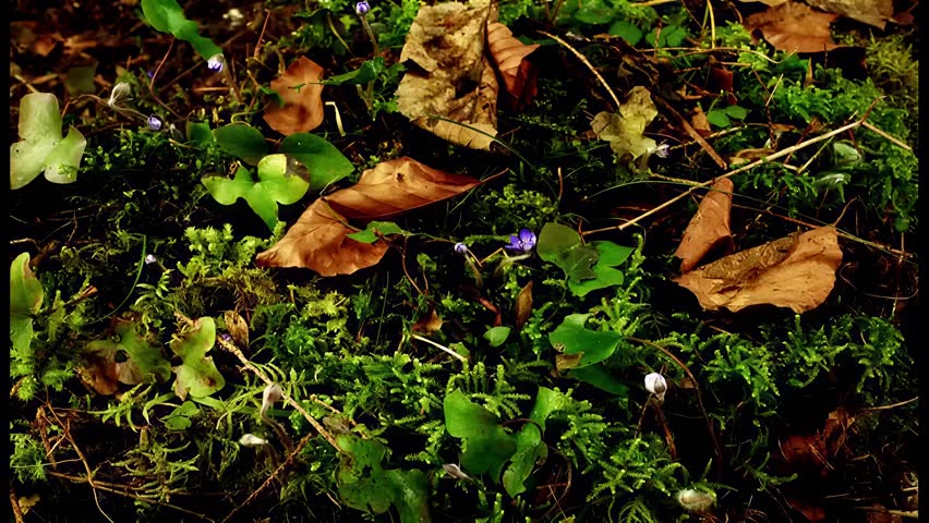 Close-up view of vibrant blue hepatica flowers emerging from a mossy forest floor with scattered autumn leaves
