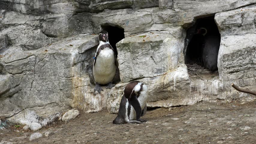 Humboldt penguin, Spheniscus humboldti or Peruvian penguin