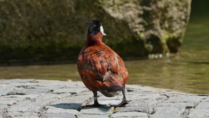 The Ruddy Duck, Oxyura jamaicensis, is a duck from North America and one of the stiff-tailed ducks.