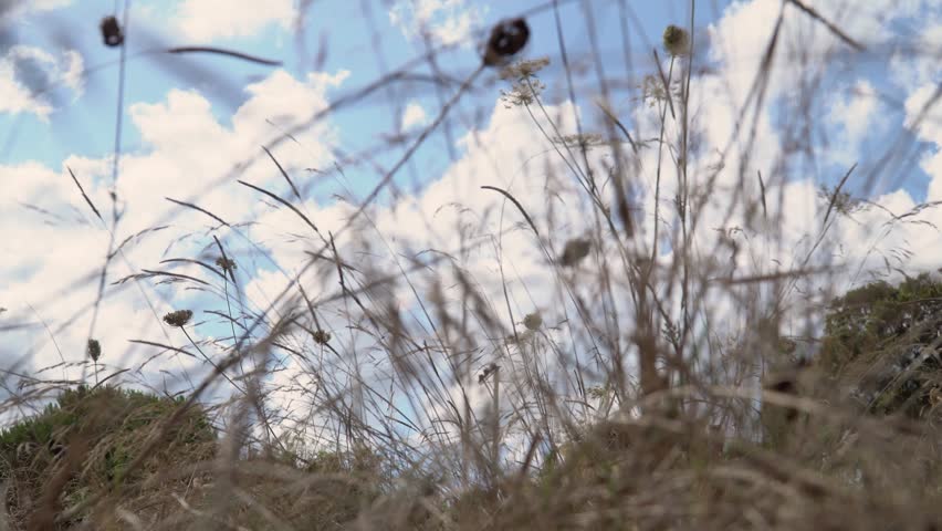 Low-angle footage of tall dry wild grasses and delicate seed heads gently moving in the breeze beneath a bright blue sky filled with large white summer clouds in a natural meadow.