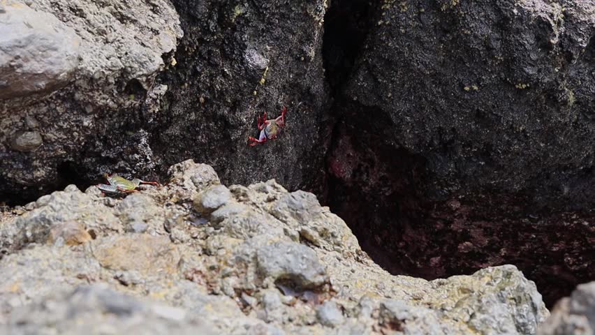 A beautiful red crab named Sally Lightfoot sits in a deep, wet volcanic rock crevice during a crashing, foaming wave with flying spray on a natural ocean shoreline, close-up side view in slow motion. Marine life concept.