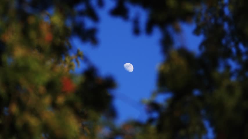 Waxing gibbous Moon with tree silhouettes on a daylight blue sky.