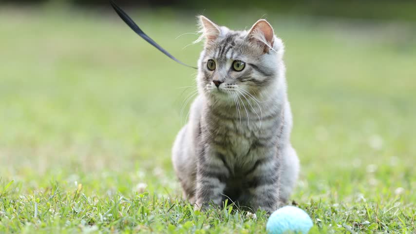 Woman with her cute tabby kitten on leash outdoors, closeup