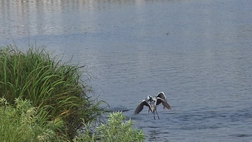 Two grey herons fly low over the river and land near the rocky riverside.