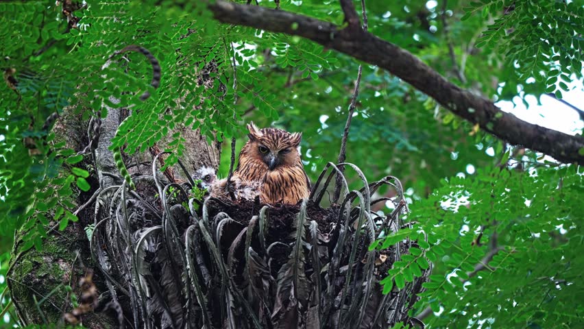 Buffy Fish Owl With Chicks Perched In A Nest Within A Tree In The Forest. close-up shot