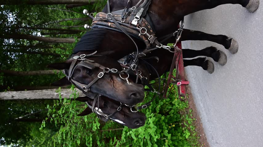 two large, friendly working draft horses patiently wait to pull a Mackinac Island taxi with tourists