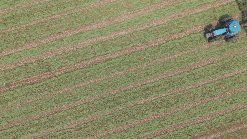 On a farm field in NE Wisconsin, recently cut hay is moved into neat rows using a merger ready for collection by a forage harvester.