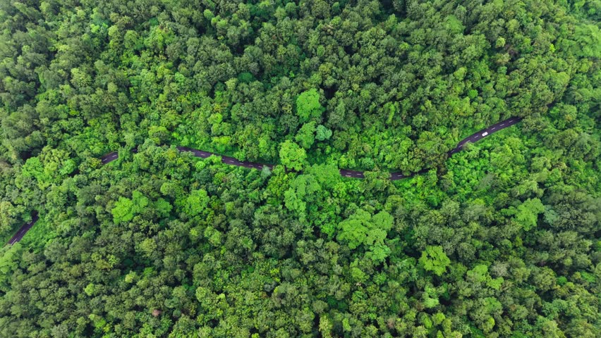 White car driving along a narrow road through dense green tropical forest