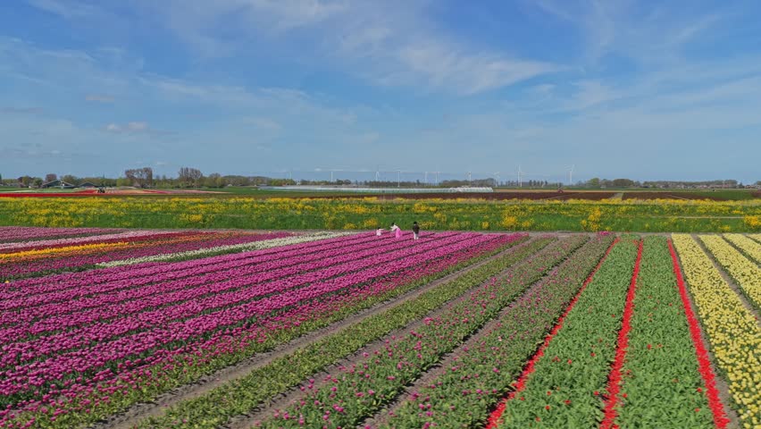 Aerial view of a historic steam train puffing smoke while traveling through vibrant, colorful tulip fields under a clear blue sky in the netherlands