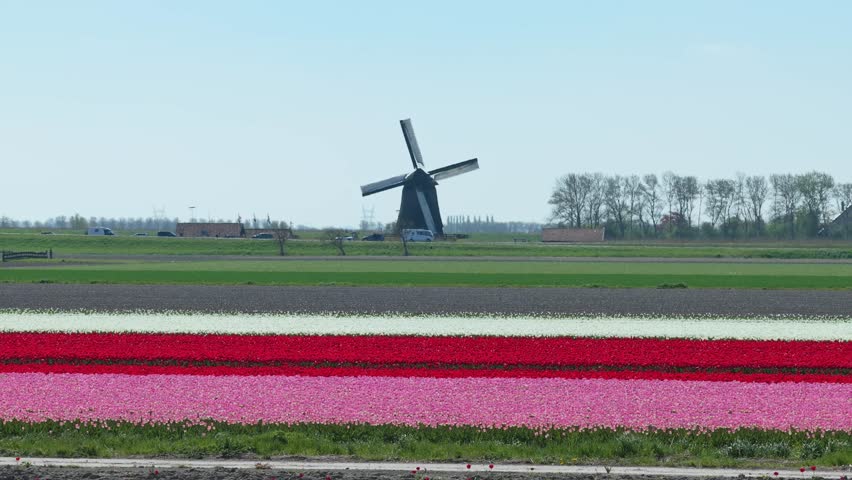 Iconic dutch windmill with turning sails standing in a classic netherlands landscape. Rows of blooming tulips create a beautiful vibrant scene
