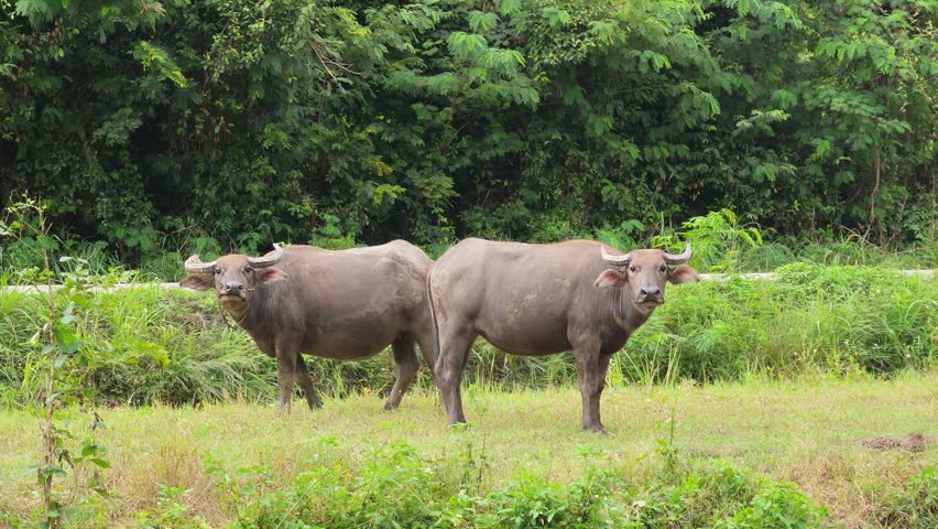 Domestic Water Buffalo Grazing on Grass