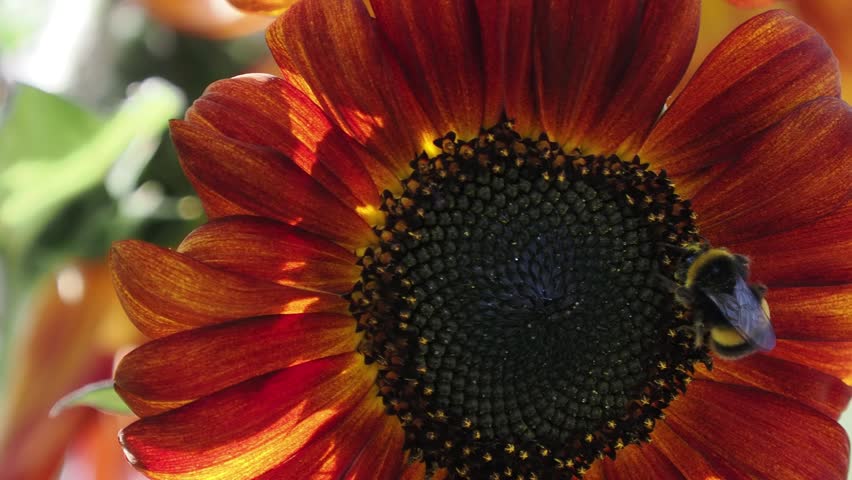 Close macro shot of a bumblebee moving around the dark center of a red bi-color sunflower,