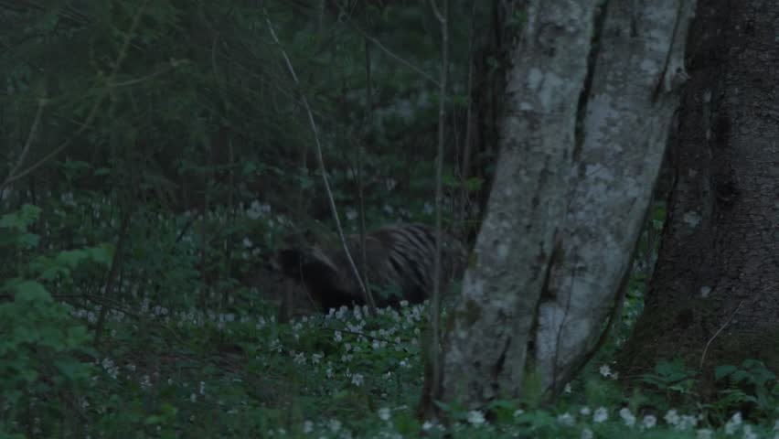 Raccoon dog emerges at dusk from behind a tree in an Estonian forest, pauses to listen, then walks out of frame in slow motion. Wild canid behavior in low light woodland.