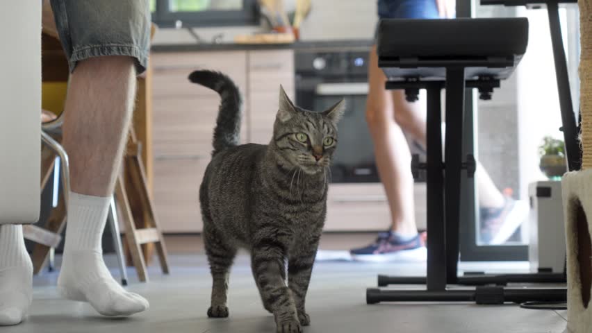 Tabby cat waits near scratching post as person prepares food in modern home interior