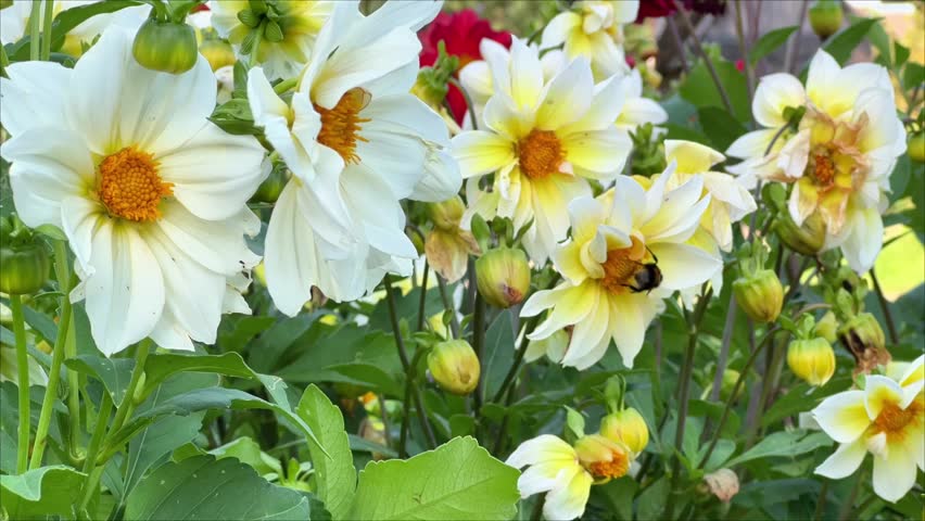 A bee pollinates white and yellow dahlia flowers blooming outdoors. Perfect for gardening content, botany presentations, environmental campaigns, and nature footage.