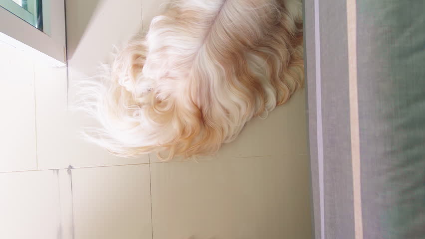 Shih Tzu dog sleeping on the floor in bedroom. Top view