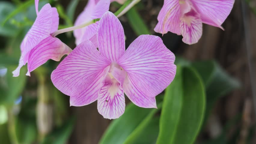Close-up footage of beautiful pink Dendrobium orchids blooming and swaying gently in a tropical garden.